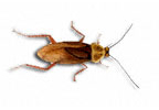 American Cockroach