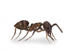 Argentine Ant