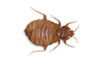 Bed Bugs