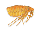 Bird Flea