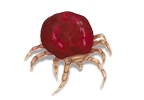 Bird Mite