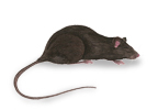 Black Rat