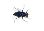 Bluebottle