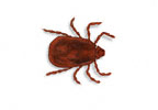 Brown Dog Tick Flea