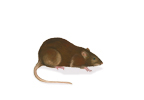 Brown Rat