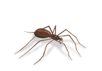 Brown Recluse Spiders