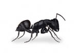 Carpenter Ants
