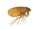 Cat Flea