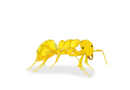 Citronella Ant