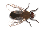Cluster Fly