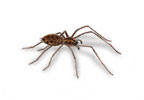 Common House Spider