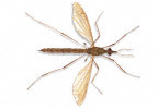 Crane Fly