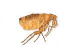 Dog Flea
