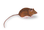 Field Mouse