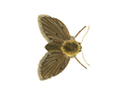 Filter Fly