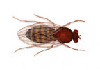 Fruit Flies