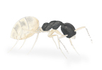 Ghost Ant
