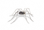 Harvestman Spider
