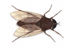Horse Fly