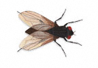 House Fly