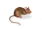House Mouse