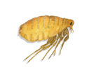 Human Flea