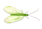 Lacewings