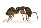 Odorous House Ant