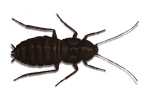 Oriental Cockroach