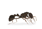 Pavement Ant