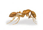 Pharaoh's Ant