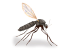 Sand Fly