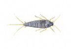 Silverfish