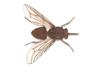 Tsetse Fly