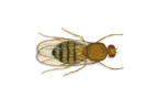 Vinegar Fly