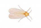 Whitefly