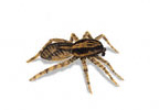 Wolf Spider