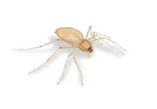 Yellow Spider