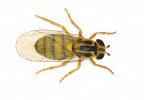 Yellow Swarming Fly
