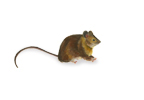 Yellow Necked Field Mouse