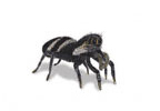 Zebra Spider
